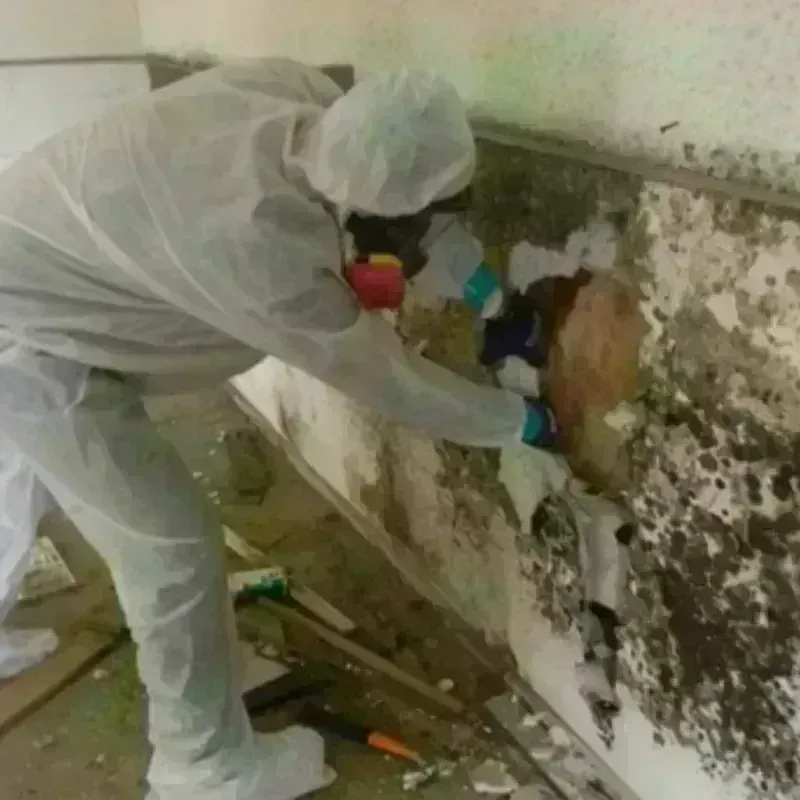 Mold Remediation and Removal in Montrose, VA